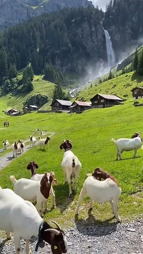 29K views · 1.2K reactions | A little bit of Swiss Heaven with these super cute goats | Love Switzerland | Facebook
