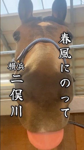 春の馬タンフェア！ #横浜グルメ #二俣川 #馬肉酒場ぶらいあん #馬肉 #馬 #タン #グルメ #疲労回復 #美味しい #春 #japanesefood #shorts