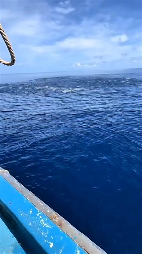 A emocionante pesca de sardinhas em alto mar