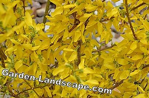 Plants: Cut forsythia properly - how it works! | 2025
