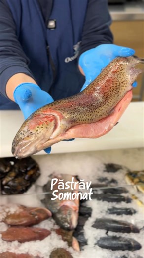 131K views · 454 reactions | Reduceri Aurii la Ocean Fish - Săptămâna aceasta! ️Miercuri 29 octombrie Păstrăv somonat – 189 lei/kg Doradă fresh – 179 lei/kg ️Joi & Vineri 30 & 31 octombrie Creveți Rose 40/60 – 179 lei/kg Stridii Fine de Claire – 149 lei/kg ️Weekend Special 1 & 2 Noiembrie Merluciu decongelat – 99 lei/kg Te așteptăm în magazine! | Ocean Fish Moldova | Facebook