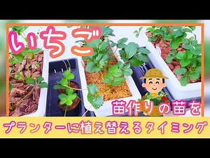 苗作りした苗をプランターに植え替えるタイミング/イチゴ/6月の管理作業/家庭菜園/プランター栽培/2023年