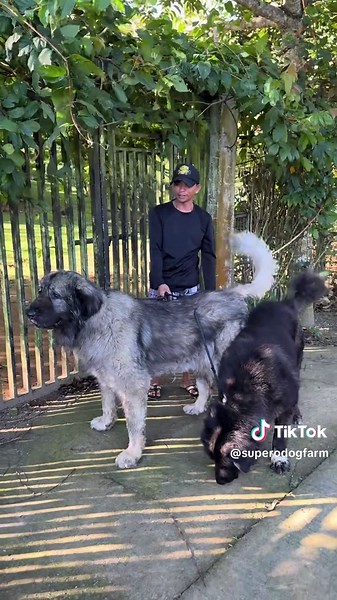Supero Dog Farm on TikTok