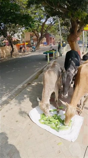 A Small Act of Kindness | A Pure Blessing ❤️🙏🏻 #humanityfirst