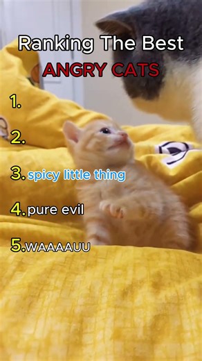 Best angry cats