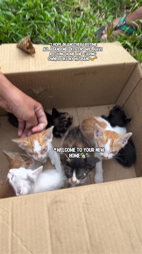From Abandonment to Adoption: Saving 7 Kittens