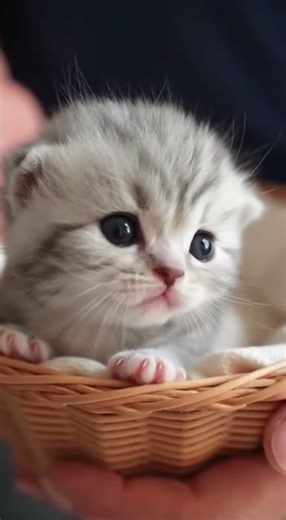 #Shorts #BabyKitten #BasketCat #CuteOverload #Sora2 #SilverTabby #Purr #Wholesome #Healing