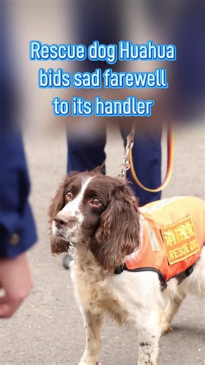 In southwest China's Chongqing, rescue dog Huahua bid a sad farewell to its retiring handler. Teammates in missions and family in life, their years of trust and companionship spoke louder than words. #RescueDog #Chongqing | China Xinhua News