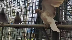 312K views · 7.2K reactions | MORNING MGA KASHOWBIZ ABANGAN SA DENNIS PALMA CHANNEL MGA OFF COLOR NI PARENG JIMI JAIME LIM SA LOFT NYA... | LOFT NI BAIT | Facebook