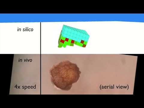 Scientists create a robot made entirely of living cells