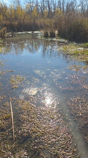 Fish & Tips on Instagram: "Last of the rat traps out at this spot. Now we wait! #wisconsin #trapping #outdoors #muskrat"