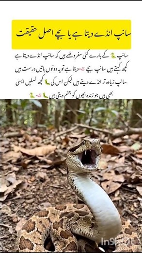 Snake 🐍 birth Facts #snake #naturefacts #wildlife #nature #shorts