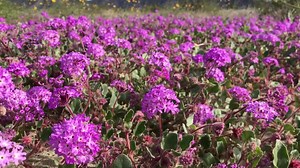 Will there be a superbloom this year in the California desert? Here's where to spy early wildflowers