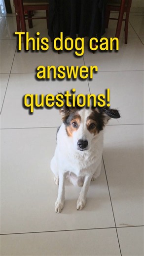 This #dog is so #Smart #viral #shorts