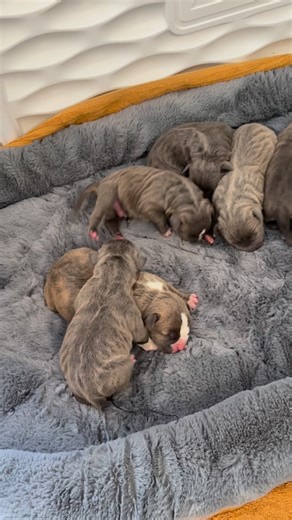 Jaime Bunny Mcknight on Instagram: "Let’s catch up because it’s raining dogs and EMERGENCY DONATIONS NEEDED! Momma JUSTICE ended up having NINE babies but sadly one passed(the runt). Momma and the EIGHT babies are doing great! Momma is eating and taking really good care of her babies. I was able to get in whelping box and clean the linens! Look at the gorgeous babies! I hope they all survive. One day at a time. EMERGENCY DONATIONS NEEDED! SIX new dogs arrived today and are with Dr.C! DONATIONS c