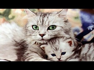 Niedliche Katzen spielen und umarmt Kätzchen