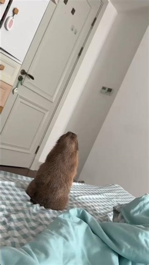 An Angry Capybara Turns Cute Again 😳🦫#shorts