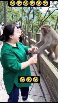 The Cutest & Funniest Animal Clips Ever...#animalshorts#animallife #funnyanimals#entertaininganimals