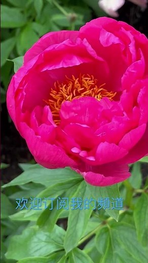 北美杂交芍药品种“Cytherea ” 著名品种 鲜艳深粉色 Peony Hybrid: Cytherea