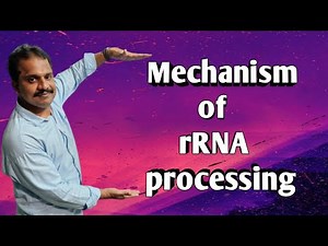 Mechanism of rRNA processing.