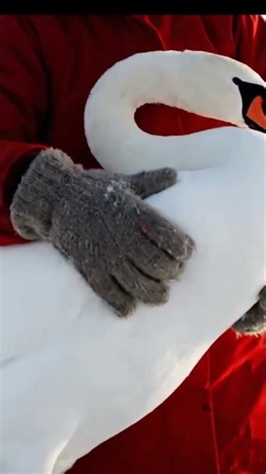 She Saved a Swan Trapped Under Ice — A Winter Miracle 🦢❄️”