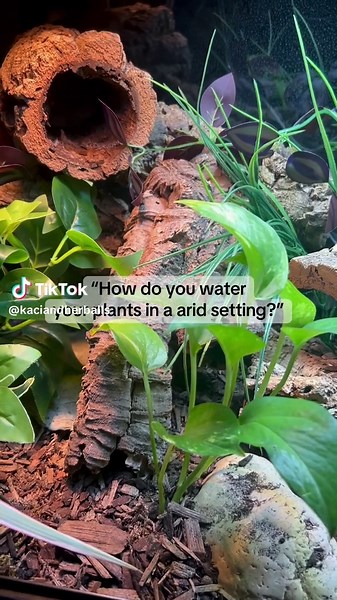 Creating the Perfect Bioactive Enclosure for Snakes