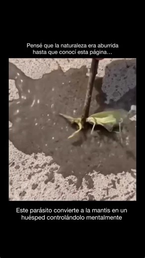 Explicando on Instagram: "Los gusanos nematomorfos, conocidos como “gusanos crin de caballo”, tienen uno de los ciclos de vida más extraños entre los parásitos. Sus larvas necesitan llegar al agua para reproducirse, pero suelen infectar insectos terrestres como grillos y mantis. Durante semanas crecen dentro del huésped sin matarlo, alimentándose de manera controlada para no interferir con sus funciones vitales. Cuando el gusano alcanza la madurez, surge la conducta que hace famoso a este parási