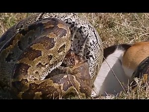 Python Eats Springbok Whole! | Deadliest Showdowns | Earth Unplugged