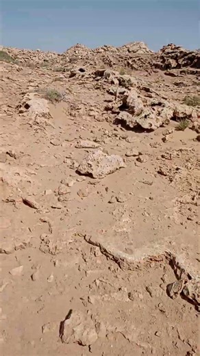 Desert Fitness Adventure: Training in a Flower-Filled Oasis!