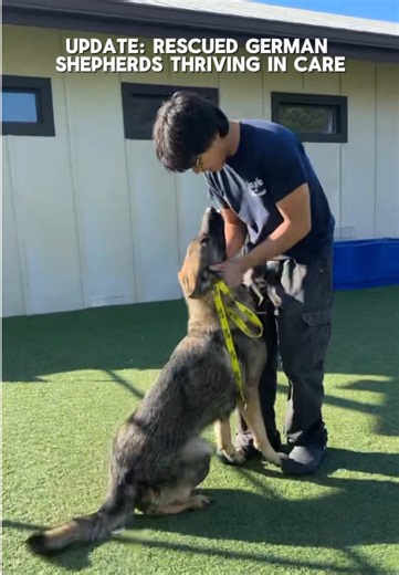 UPDATE: German Shepherds rescued from a cruel Texas breeder are thriving in care 🐾❤️ We wanted to share an update on the dogs rescued from a heartbreaking cruelty case involving a breeder in Texas who severely neglected the dogs and killed those that were no longer “useful.” The conditions were inhumane, and these dogs were denied the care, love, and safety they deserved. Now at Big Dog Ranch Rescue, these sweet German Shepherds are running freely, receiving medical care, and finally experienci