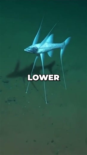 #shorts Bathypterois grallator is so cool