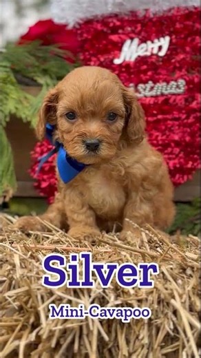 The sweetest mini-Boys! Mini-Cavapoos and mini-Aussiedoodles! They are even cuter in person.