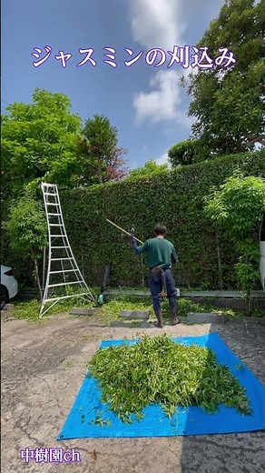爽快！ジャスミンの刈り込み＃生垣＃刈込み＃植木屋＃爽快＃ジャスミン