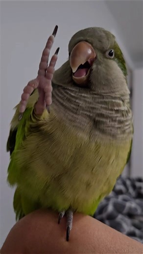 Sassy quaker parrot blowing raspberries 🤪 #quakerparrot #parrot #fart #birds