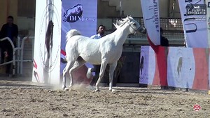 9.6K views · 212 reactions | Egypt National AH Championship 2025 Mares 7+ Years Old (Class 5) 1st Place - Score: 91.70 90 – KAMARIN ZAD Sire: AMIR ZAD Dam: KAMILA ZAD Breeder & Owner: ZAD EL RAKEB | Arabian Essence di Elvis Giughera | Facebook