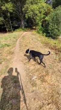 Huckleberry Hound