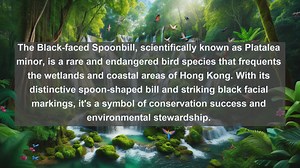 Discover the Avian Gems: Top 10 Native Birds in Hong Kong