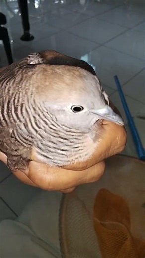 ang cute nman ng bird na pumasok sa bahay #asmr #shorts #birds