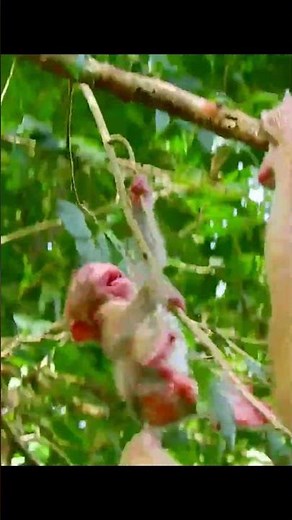 Life of Monkeys: Mother Monkey Wants To Build Confidence In Her Baby Monkey In The Tree But Fails
