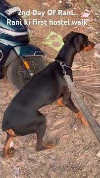 Doberman Rani – active breed, naya experience 💪 Rani’s hostel journey starts 🐾 #dog #doberman#pets