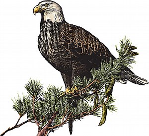 Highly detailed engraving-styled vector illustration of Bald Eagle...