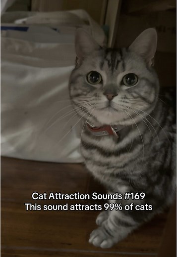 Cat Attraction Sounds That Drive Cats Wild