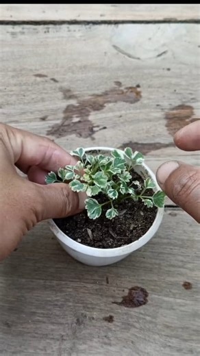 198K views · 841 reactions | Aralia propagation in easy way  #plants #gardening #garden #plants #reels #facebookreel #facebookviral #trendingreel #trendingreelsvideo | Gardening Ideas | Facebook