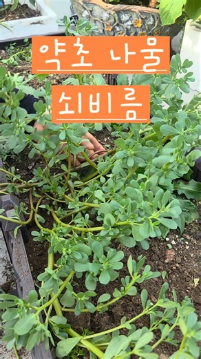 Purslane, great for vascular health #RooftopGarden #SimpleHappiness #Purslane