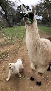 12K views · 424 reactions | “Evanna walking Boo our Llama on the Historic Pfeiffer Ranch in New Braunfels.” ( Shirley Pfeiffer Kilgore) We pick a new Pet of the Week every Monday. ENTER HERE: https://news4sanantonio.com/chimein #llama #dog #PetOfTheWeek 蓮 | News 4 San Antonio | Facebook