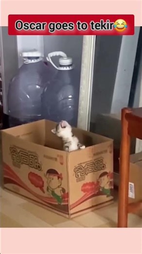 🎭 Oscar’lık Drama! Bu Kedi Gerçekten Rol Yapmayı Biliyor! 🐱 #komikkediler #kedivideosu #dramakedi