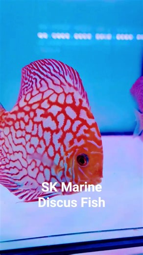 The Majestic Beauty of Big Discus Fish 🐠 | Stunning Aquarium Showcase 2025