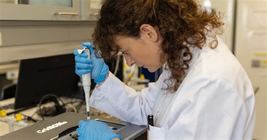 Seaweed may benefit pigs and the planet