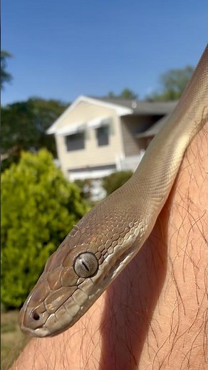 Meet the Olive Python! 🇦🇺🐍