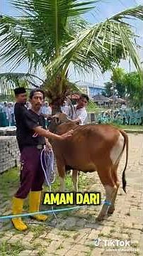 How to Easily Take Down a Qurban Cow | Eid al-Adha 1447H/2026AD #qurbancow2026 #takingdowncow #cow